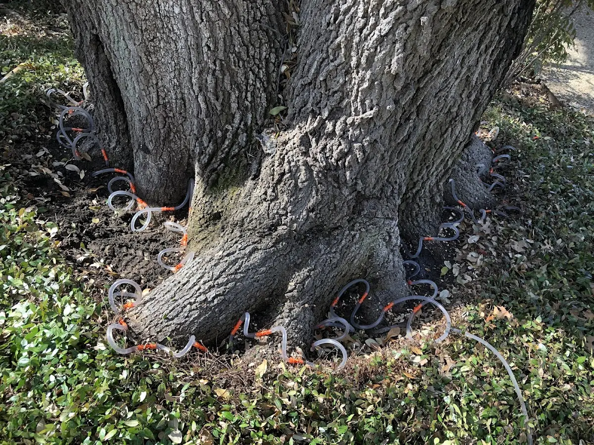Detailed Tree Cabling and Bracing job site in Harris