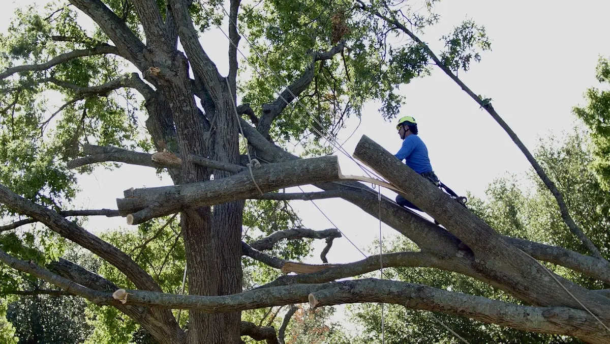 Professional Crown Thinning performed by certified arborists in Harris